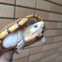 ハーレラドロガメ（甲長約10,5cm）CB