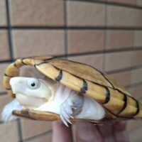 ハーレラドロガメ（甲長約10,5cm）CB