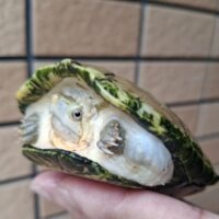ハーレラドロガメ（甲長約9,5cm）CB メス