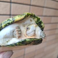 ハーレラドロガメ（甲長約9,5cm）CB メス