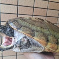ジャイアントマスクタートル(甲長約30cm)メス(爪トビあり)
