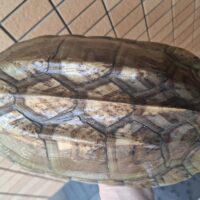 ジャイアントマスクタートル(甲長約30cm)メス(爪トビあり)