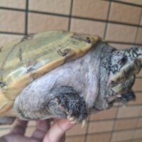 ジャイアントマスクタートル（甲長約23cm）CB オス（爪トビあり）
