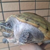 ジャイアントマスクタートル（甲長約23cm）CB オス（爪トビあり）