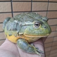アフリカウシガエル(アダルト)オス