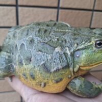 アフリカウシガエル(アダルト)オス