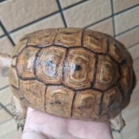 アラブギリシャリクガメ（オレンジ）甲長約12cm
