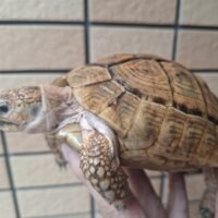 アラブギリシャリクガメ（オレンジ）甲長約12cm