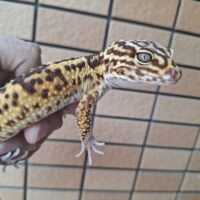オバケトカゲモドキ(ケルマンシャー)約145g オス