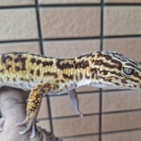 オバケトカゲモドキ(ケルマンシャー)約145g オス