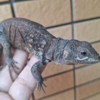 ユカタントゲオイグアナ（アダルトメス）指トビ