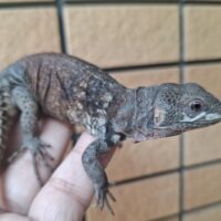 ユカタントゲオイグアナ（アダルトメス）指トビ