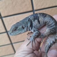 ユカタントゲオイグアナ（メイビーメス）