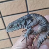 ユカタントゲオイグアナ（メイビーメス）