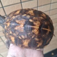 トウブハコガメ(甲長約11cm)メス