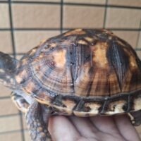 トウブハコガメ(甲長約11cm)メス