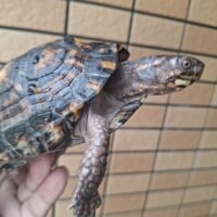 トウブハコガメ(甲長約14cm)メス