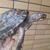トウブハコガメ(甲長約14cm)メス