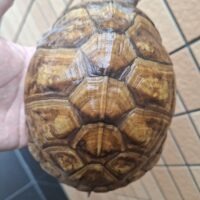 ミツユビハコガメ(甲長約13cm)メス(産卵経験あり)
