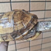 ミツユビハコガメ(甲長約13cm)メス(産卵経験あり)