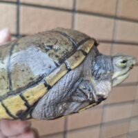 キイロドロガメ(甲長約11,5cm)WC メス