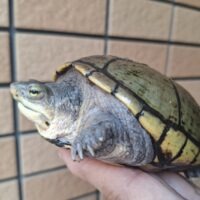 キイロドロガメ(甲長約11,5cm)WC メス