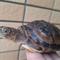 ミツユビハコガメ(25CB)7cm