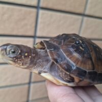 ミツユビハコガメ(25CB)7cm