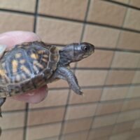 ミツユビハコガメ（25CB）4,5cm