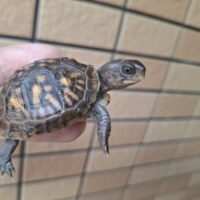 ミツユビハコガメ（25CB）4,5cm