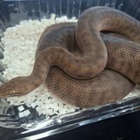 オリエンタルパイソン(約60cm)メス(Antaresia stimsoni orientalis)