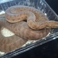 オリエンタルパイソン(約60cm)メス(Antaresia stimsoni orientalis)