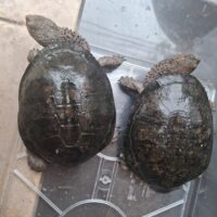 クロハラヘビクビガメ(甲長約15,5cm 16,5cm)WCペア