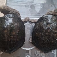 クロハラヘビクビガメ(甲長約15,5cm 16,5cm)WCペア
