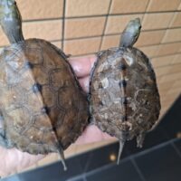 カントンクサガメ×ニホンイシガメ(甲長約10cm)