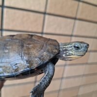 カントンクサガメ×ニホンイシガメ(甲長約10cm)