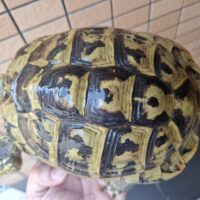 ヘルマンリクガメ（甲長約18cm）メス