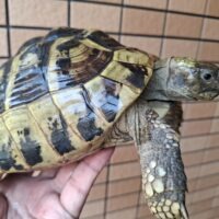 ヘルマンリクガメ（甲長約18cm）メス