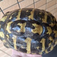 ヘルマンリクガメ（甲長約17cm）メス