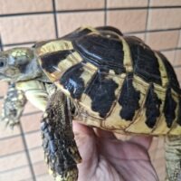 ヘルマンリクガメ（甲長約17cm）メス