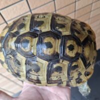 ヘルマンリクガメ（甲長約17,5cm）メス