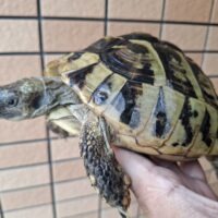 ヘルマンリクガメ（甲長約17,5cm）メス