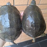 キボシヌマガメ(スロベニア産)甲長約13~16cm ペア