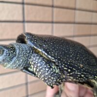 キボシヌマガメ(スロベニア産)甲長約13~16cm ペア