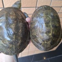 キボシヌマガメ(ウクライナ産)甲長約13~16cm ペア