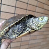 キボシヌマガメ(ウクライナ産)甲長約13~16cm ペア