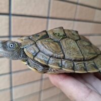 ハイイロチズガメ(甲長約9cm 10,5cm)ペア