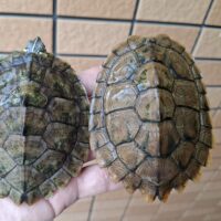 ハイイロチズガメ(甲長約9cm 10,5cm)ペア