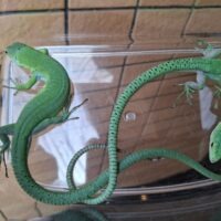 ミドリガストロカナヘビ（ペア）
