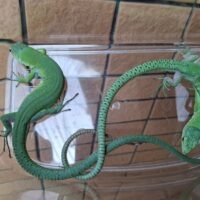 ミドリガストロカナヘビ（ペア）
